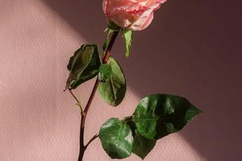 The 27 Best Valentine’s Day Gifts for You, Your Loved One, and Everybody in Between