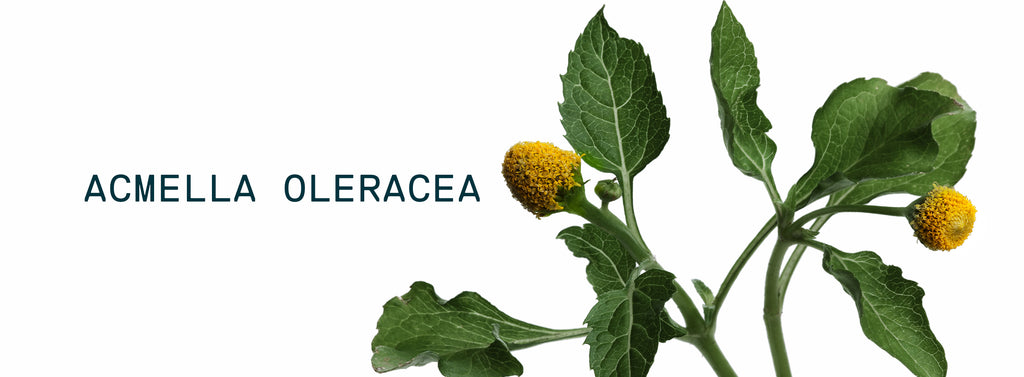 Acmella Oleracea Extract: A Potent, Natural Botox Alternative